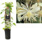Clematis vitalba Waldrebe – Kletterpflanze 40-60 cm | Schnellwachsend, Winterhart & Pflegeleicht – Perfekt für Pergola, Zaun & Sichtschut