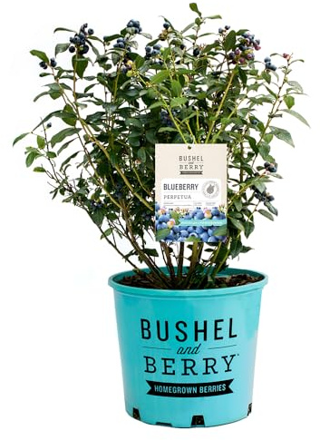 2 Gal. Bushel & Berry Perpetua Blueberry Shrub
