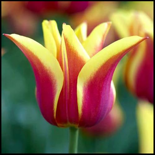 wptung Cipolle di tulipani,Cipolle tulipani,Cipolle di tulipani resistenti all'inverno, per più anni, bulbi a tulipani multianni-3 cipolle-G