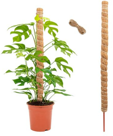 GIDWRIY Tuteurs pour plantes 120 cm, tuteurs en mousse pour plantes Monstera, Tuteurs pour plantes grimpantes, Tuteur en fibre de coco avec corde de jute de 2 m, bâton de support pour plantes