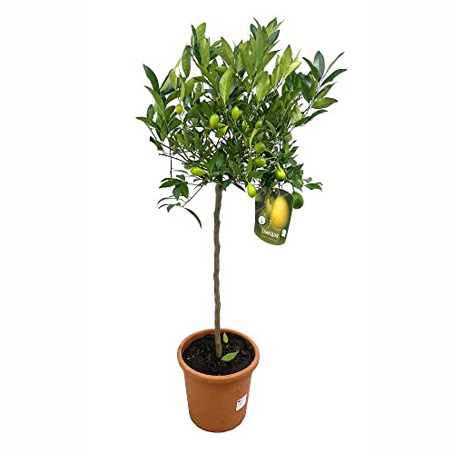 PLANTA NATURAL LIMEQUAT COPA M27 ALTURA 130CM CÍTRICO PERFECTO PARA EXTERIOR