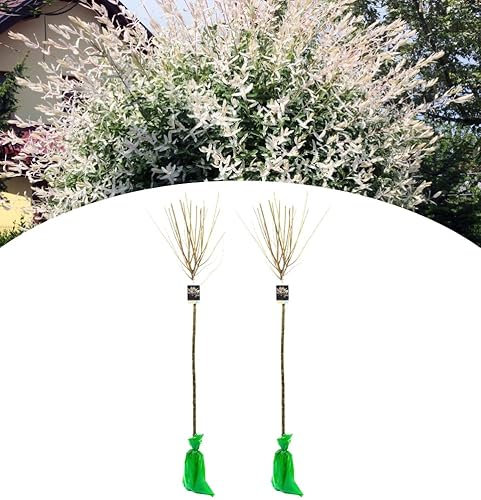 NatureNest, Buntweide XXL, Salix Integra 'Hakuro Nishiki', 2 Stück, 120-140 cm, Gartenpflanzen, Ziersträucher