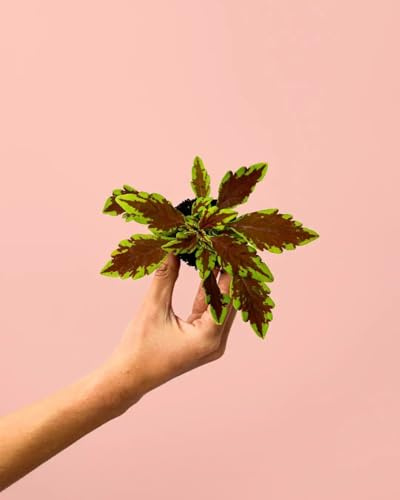 Cóleo Wizard Fusion | Mini Plantas Naturales Interior | Pur Plant