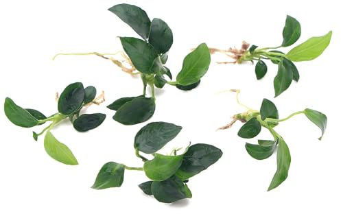 K2AQUA 5 Anubias Nana Petite Live Aquarium Plants Freshwater Tropical Aquascaping Fish Tank