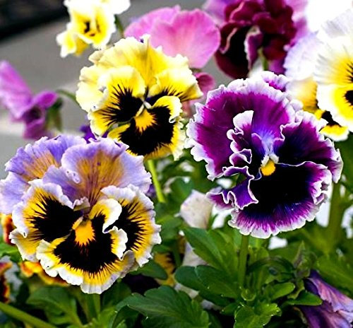 Pensées Rococo Mélange graines - Viola × wittrockiana