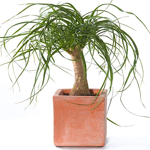 Beaucarnea Recurvata En pot 40-50 cm Plante pied d'éléphant pour la Maison ou le Bureau