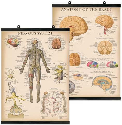 Palace Learning 2 Pack - Vintage Nervous System & Brain Anatomy Posters - Set of 2 Anatomical Charts - Laminated With Plastic Frame 18 x 24