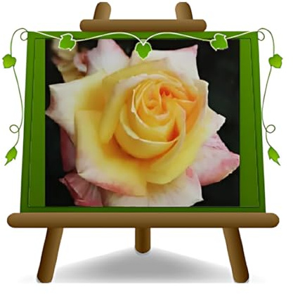 Rose Nobles Grands Fleurs 8-10 CM - Hybride De Thea Canary - Vase 19x19 6 Litres - Hauteur : 70~100 CM Âge 3 Ans