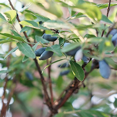 Lonicera kamtschatica 'Eisbar' Honeyberry Self-Fertile Deciduous Hardy Shrub Fragrant Cream Blooms Large Edible Berries Easy to Grow Fruit 1 x 3.6-Litre Potted Plant by Thompson and Morgan