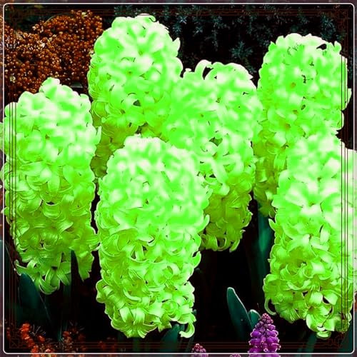 Hyazinthen zwiebeln Hyazinthen Zwiebeln Gartenarbeit Zwiebeln Winterhart Dekorieren Sie Ihren Garten