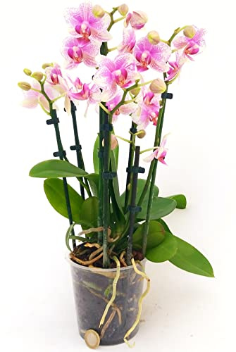 POWERS TO FLOWERS - ORCHIDEA PHALAENOPSIS, AMSTERDAM, 5 STELI, Pianta Vera
