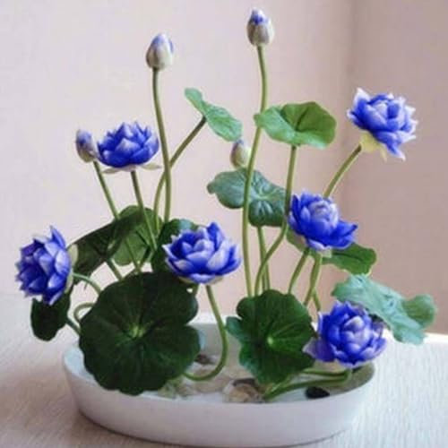 25Pcs Graines de Lotus Bol, Non-OGM, Faciles à Cultiver, Haute Germination, Fleurs Vivaces Colorées pour Jardin, Étang, Balcon, Cadeau Jardinier (Bleu)