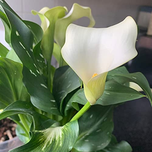 Calla Lily Bulbs.Strong Plants That Grow Well Mix Golden Jade Carving Feels Beautiful/.（NVNJHJN）.-6 Bulbs-D