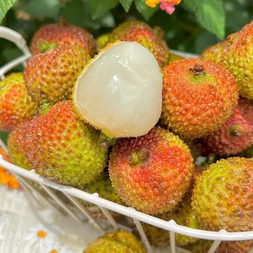 Semi di litchi, Litchi chinensis, semi di litchi resistente, semi rari da balcone da frutto colonnari esotiche fresca comprare 15pcs
