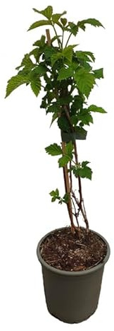 3 x Himbeere GLEN COE Pflanze violette Früchte - dornenlos -