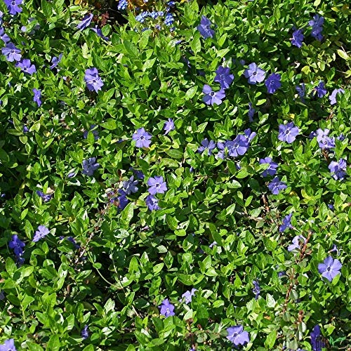 Vinca minor Immergrüner Bodendecker, 50 Stück