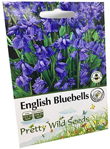 Bluebell - Hyacinthoides Non-scripta - Native English Seeds.- 200 Bluebell Seeds