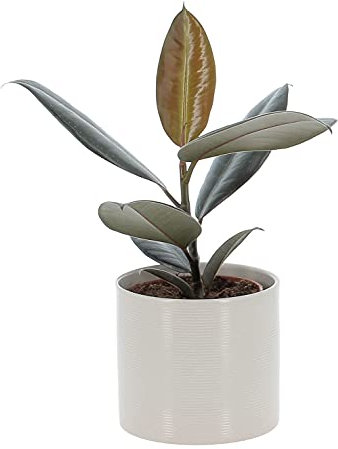 KENTIS - Ficus Elastica Abidjan - Piante Vere da Interni Purifica Aria - H 30-40 cm Vaso Ø 12 cm