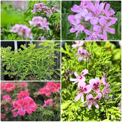 semillas de geranio perfumado, Pelargonium graveolens, semillas de para el jardín comprar de geranio limón 250pcs