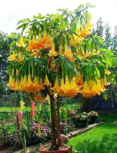 10 di Angel Semi Tromba Albero paghi uno prendi due /