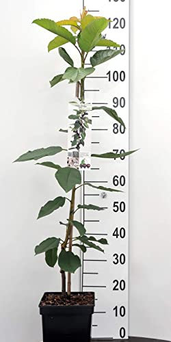Kirsch Säulen Zwergobstbaum oder Mini Obstbaum kirschbaum Prunus a.Sylvia