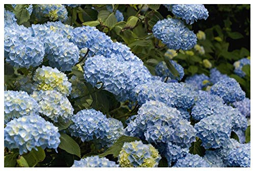Global Gallery Bigleaf Hydrangea Madame riverain Variety Flowers-Paper Art-62x42
