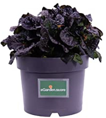 Pianta di Bugola Pianta di Ajuga Reptans Pianta di Erba di San Lorenzo pianta da esterno pianta tappezzante pianta ornamentale pianta vera venduta da eGarden.store (Ajuga Reptans Black Scallop)