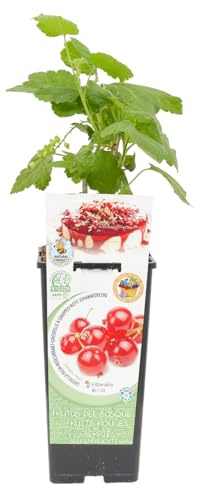 Verdecora Grosellero Rojo en maceta de 2L | Ribes rubrum | Arbusto Frutal de Fácil Cultivo | Producción de Frutos Dulces y Nutritivos