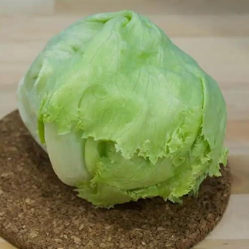 semillas de lechuga iceberg de balcón de invernadero lechuga iceberg fresca, raras de jardín perennes resistentes 1500pcs