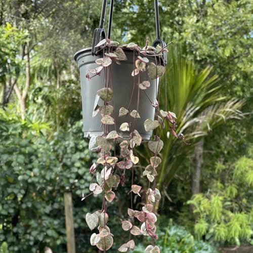 leuchterblume pflanze samen steingartenpflanzen winterhart ceropegia woodii samen pflanzen wand, balkon deko, succulent dachbegrünung, sukkulenten samen pflanzen hängend, ranke 125pcs