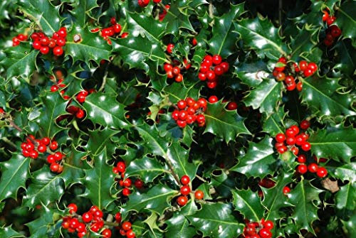 3 Holly Hedging Plants 25-30cm Native Evergreen Ilex Aquilfolium Fast Growth by Sunnyside Nurseries