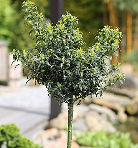 Hochstamm Stechpalme Ilex Heckenzwerg® 100-125cm - Ilex meserveae