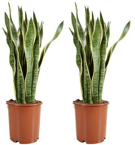 Bloomique - 2er Set - Sansevieria Laurentii - Bogenhanf - Sukkulenten - Zimmerpflanzen Groß - Sehr Pflegeleicht - Höhe 80-100 cm - Topf 21 cm