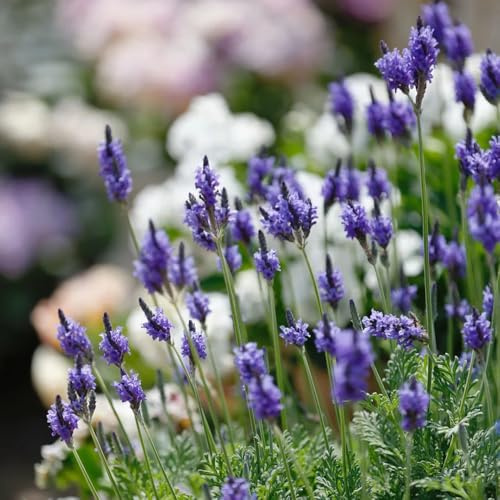 semillas de lavanda perenne - resistentes 600pcs