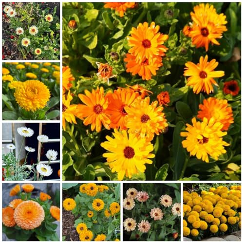 semi di calendula biologici, calendula di campo da balcone, recisi da giardino, d'appartamento di perenni resistenti 300pcs