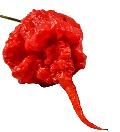25 SEMI DI PEPERONCINO CAROLINA REAPER HP22B WORLD RECORD COME PIU' PICCANTE AL MONDO