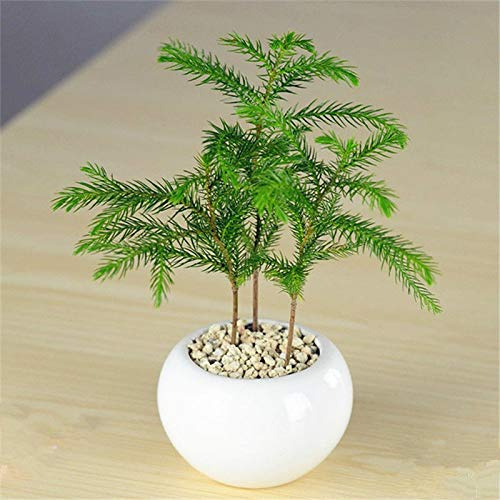 Portal Cool Acquista 3 ricevi 2 Gratis Tutti i Fiori in Vaso Seasons Araucaria 10 pc Semi