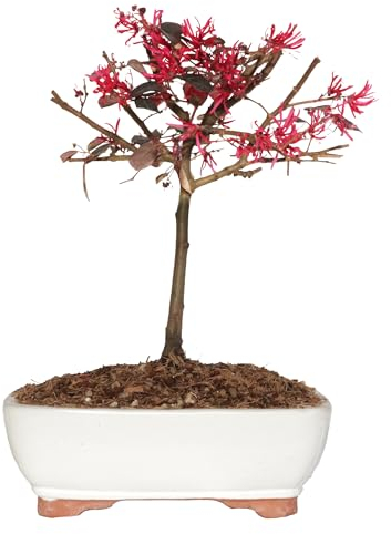 KENTIS - Bonsai Loropetalum Chinense - Loropetalo - Piante Vere Fiorite da Esterno Giardino Balcone Terrazzo - H 35-40 cm Vaso in Ceramica 21 cm