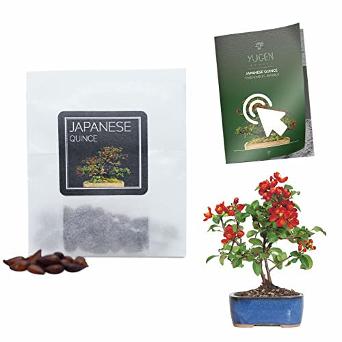 30 Japanese Quince Bonsai Seeds | Chaenomeles Japonica | Growing Guide | Grow Your Own Bonsai Tree | Perfect for Bonsai Beginners and Enthusiasts…