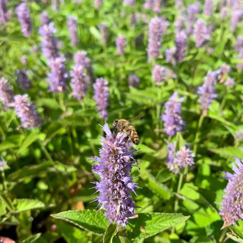 Semillas de ortiga fragante, Agastache foeniculum, resistentes para el jardín semillas de silvestres variedades antiguas 400pcs