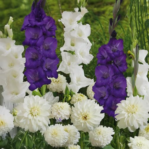 Blomlökar | Lökar från de bästa nederländska odlarna | Exklusivt urval och kvalitetskontroll | Garanterad blomning. (20 Lökar Respect Nature Heaven Gladior Freesior & Dahlior)