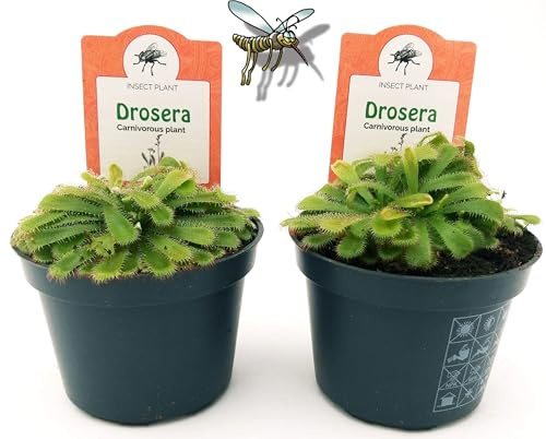 POWERS TO FLOWERS - DROSERA ALICIAE, VASO 10 CM DIAMETRO, 2 PIANTE, piante vere