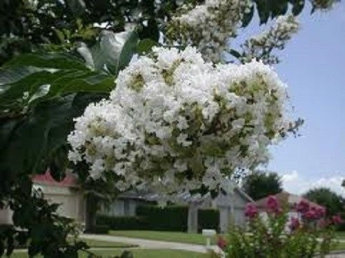 35+ Bianco Crape Mirto Albero/arbusto/Sementi di Fiori/Resistente alla siccità PERENNE