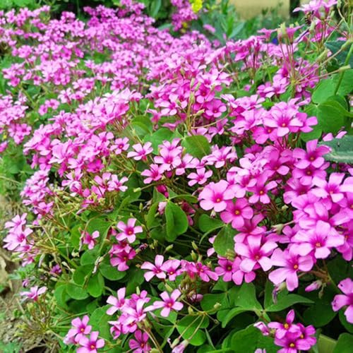 Bombilla de oxalis triangularis,de sombra resistentes,decoración del alféizar de la ventana.12pcs