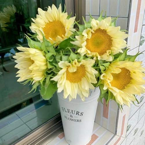 semillas de girasol orgánicas de perennes de girasol de balcón perennes resistentes macizo con orgánicas 600pcs