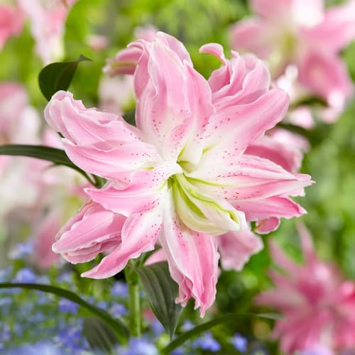LILIUM-lökar (LILJOR) | Lökar från de bästa nederländska odlarna | Exklusivt urval och kvalitetskontroll | Blomningsgaranti. (1 Dubbelblommande Orientallilja Rosa)
