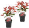 Plant in a Box - Photinia fraseri 'Rotkehlchen' - Glanzmispel Pflanze - 2er Set - Rote Blätter - Topf 17cm - Höhe 30-40cm