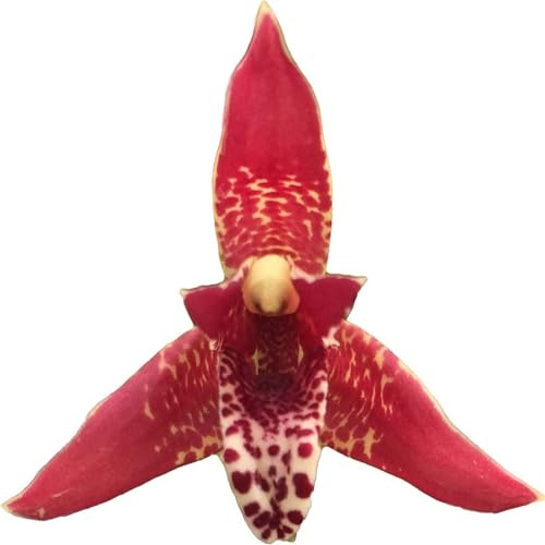 Cymbidium Rizomas, Orquídeas colibríes, rizomas de calidad, rizomas resistentes al invierno, rizomas de orquídea Cymbidium, 3 cebollas-F