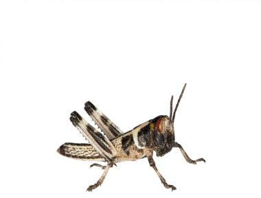 Feeders & More - Heuschrecken - Wüstenheuschrecken KLEIN - 50 Stück - Lebendfutter Insekten Wuestenheuschrecken - Futter für Reptilien, Bartagamen und Amphibien - Futterinsekten & Haustierfutter