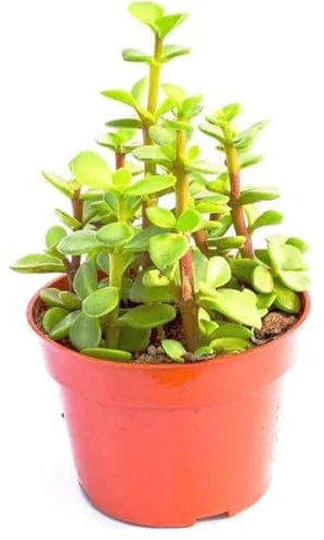 DECOALIVE Árbol del Dinero Portulacaria Planta Suculenta, 8435712006170